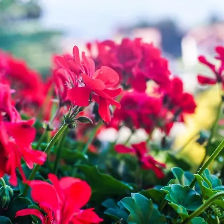 Cascina Tumas Orta *